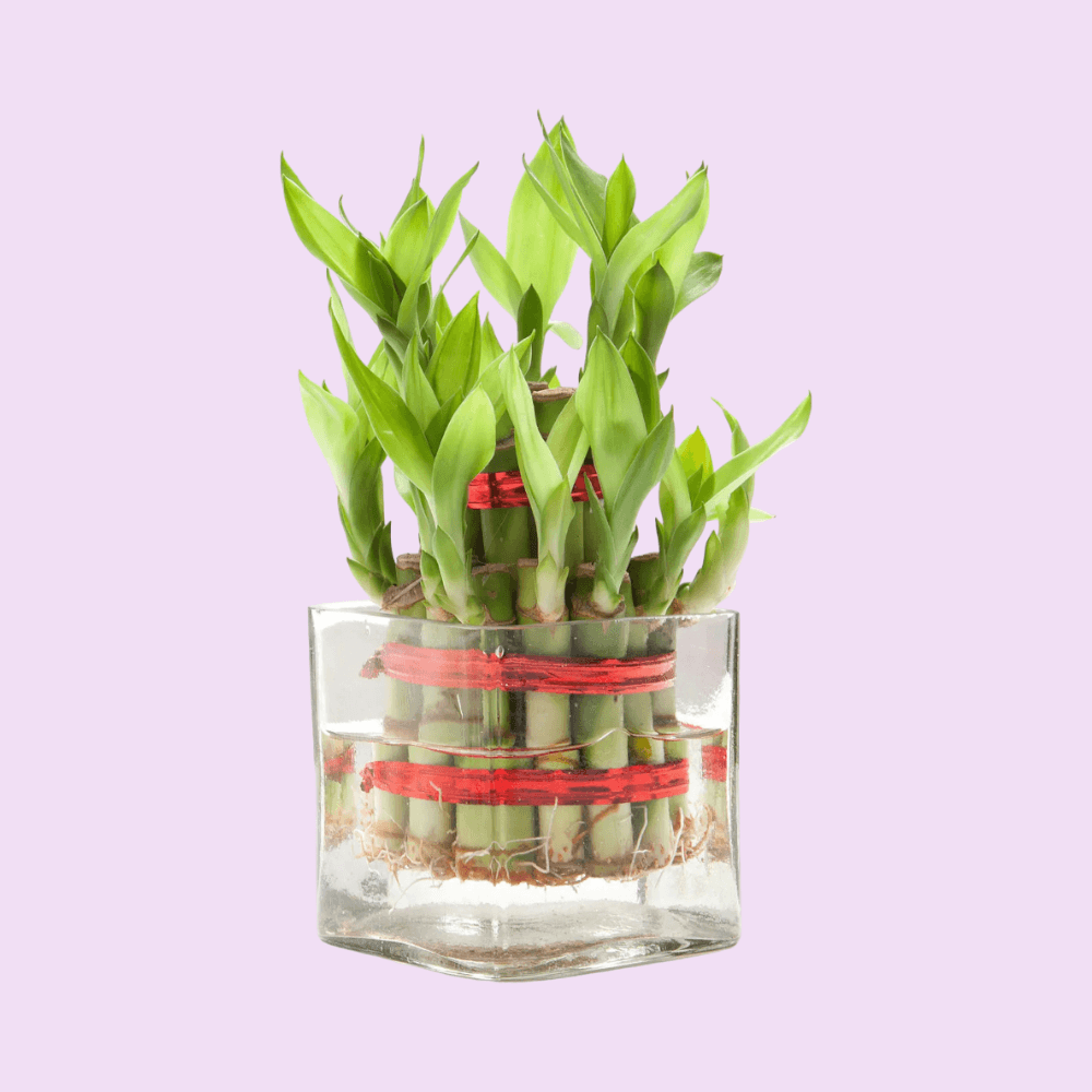 Ferns N Petals Square Vase 2 Layer Bamboo Plant – Front View